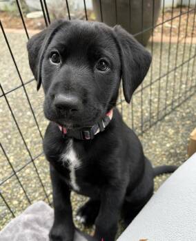 Labrador Retriever Dogs Available for Adoption in Seattle, Washington - Bev | PetCurious