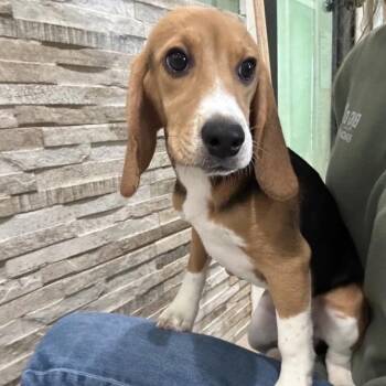 SEE6 6593 -  Beagle Dog for Adoption in Loxahatchee Groves, Florida - SEE6 6593 | PetCurious