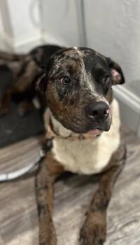Blu -  Labrador Retriever and Mixed Breed Dog for Adoption in Labelle, Florida - Blu | PetCurious