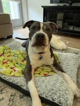 HERCULES -  Pit Bull Terrier and Mixed Breed Dog for Adoption in Atlanta, Georgia - HERCULES | PetCurious