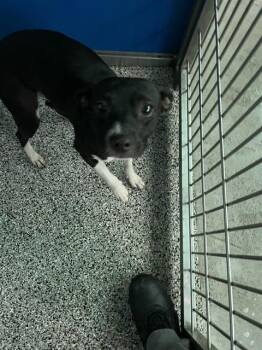 PENGUINO -  Mixed Breed Dog for Adoption in Palmetto, Florida - PENGUINO | PetCurious