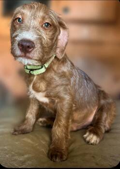 Foyer -  Wirehaired Pointing Griffon and Poodle Dog for Adoption in Ramona, California - Foyer | PetCurious