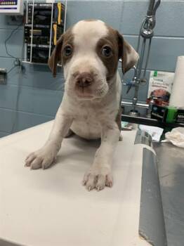 Pit Bull Terrier and Mixed Breed Dogs Available for Adoption in Corpus Christi, Texas - ECHO | PetCurious