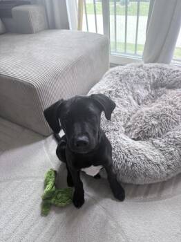 Labrador Retriever and Mixed Breed Dogs Available for Adoption in Broomfield, Colorado - Cllaark / Sprout | PetCurious