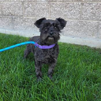 Bean -  Schnauzer and Mixed Breed Dog for Adoption in Great Falls, Montana - Bean | PetCurious