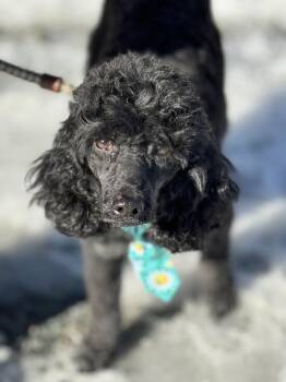 Miniature Poodle Dogs Available for Adoption - Desmond  | PetCurious