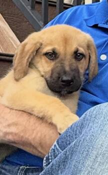 Watson -  Mastiff and Mixed Breed Dog for Adoption in Severance, Colorado - Watson | PetCurious