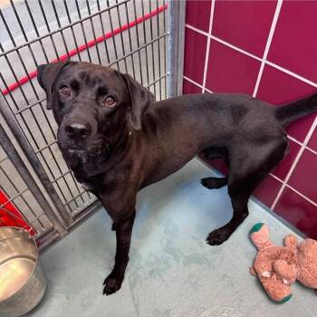 Milo -  Labrador Retriever Dog for Adoption in Sedalia, Colorado - Milo | PetCurious
