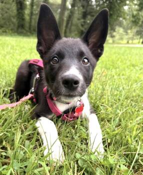 Poppy -  Border Collie Dog for Adoption in Minnetrista, Minnesota - Poppy | PetCurious
