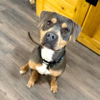 American Staffordshire Terrier and Labrador Retriever Dogs Available for Adoption in Friendswood, Texas - Cashy Boy Your Soulmate On Four Paws | PetCurious