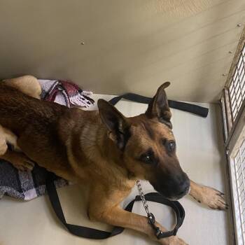 German Shepherd Dog Dogs Available for Adoption - WAGS-Stray-20782 | PetCurious