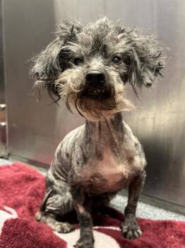 Poodle Dogs Available for Adoption - JULIE | PetCurious