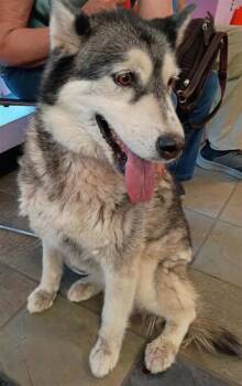 Penelope -  Siberian Husky and Mixed Breed Dog for Adoption in El Paso, Texas - Penelope | PetCurious