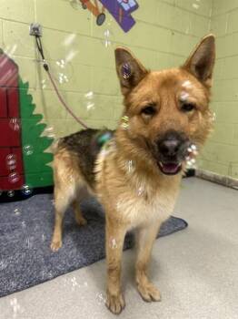 German Shepherd Dog Dogs Available for Adoption - ALEX | PetCurious