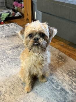Bella -  Brussels Griffon Dog for Adoption in Union Grove, Wisconsin - Bella | PetCurious