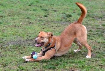 Labrador Retriever and Shepherd Dogs Available for Adoption - Petunia | PetCurious
