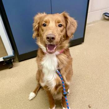 Mixed Breed Dogs Available for Adoption in Chattanooga, Tennessee - Carmie | PetCurious