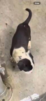 Mixed Breed Dogs Available for Adoption in Wyoming, Michigan - Rook | PetCurious