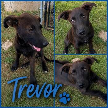 Trevor -  German Shepherd Dog Dog for Adoption in Zimmerman, Minnesota - Trevor | PetCurious
