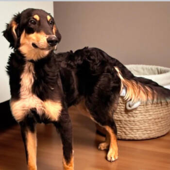 Rescue Spaniel and Retriever Dogs for Adoption in Rockville, Maryland - Ranger | PetCurious