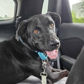 Bonnie -  Labrador Retriever and Black Labrador Retriever Dog for Adoption in Austin, Texas - Bonnie | PetCurious