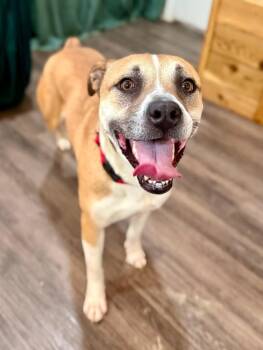 Chanel Belle Your Bestie for Life -  Pit Bull Terrier and Boxer Dog for Adoption in Friendswood, Texas - Chanel Belle Your Bestie For Life | PetCurious