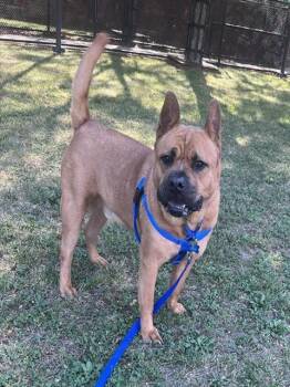 KEANU -  Chow Chow and Mixed Breed Dog for Adoption in Boston, Massachusetts - KEANU | PetCurious