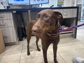CHOCCY -  Labrador Retriever Dog for Adoption in Rowlett, Texas - CHOCCY | PetCurious