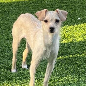 Terrier and Mixed Breed Dogs Available for Adoption in Las Vegas, Nevada - Katie Marie | PetCurious