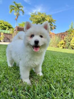 Clyde -  Siberian Husky Dog for Adoption in Sunrise, Florida - Clyde | PetCurious