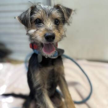 Luffy -  Yorkshire Terrier and Mixed Breed Dog for Adoption in Houston, Texas - Luffy | PetCurious
