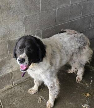 Shirley -  Great Pyrenees Dog for Adoption in Evansville, Indiana - Shirley | PetCurious
