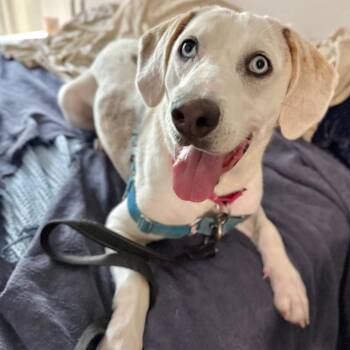 Pennick -  Treeing Walker Coonhound and Mixed Breed Dog for Adoption in Falls Church, Virginia - Pennick | PetCurious