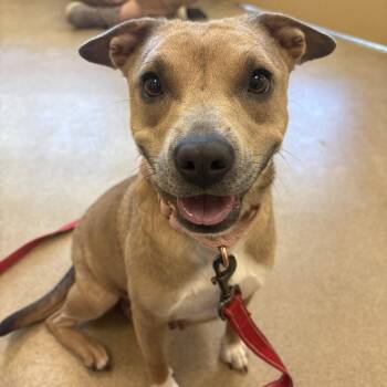 Pit Bull Terrier Dogs Available for Adoption in Eatontown, New Jersey - Kaylie | PetCurious