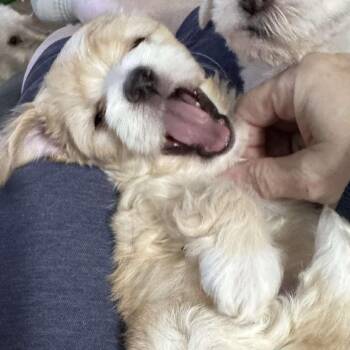 Dachshund and Maltese Dogs Available for Adoption in Houston, Texas - Juju Beans | PetCurious