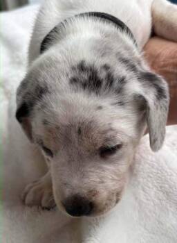 Jose Derby -  Hound Dog for Adoption in Waunakee, Wisconsin - Jose Derby | PetCurious