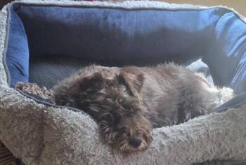 Schnauzer Dogs Available for Adoption in Montgomery, Texas - Shelby | PetCurious