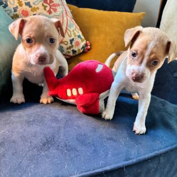 Burrito -  Terrier and Mixed Breed Dog for Adoption in Raleigh, North Carolina - Burrito | PetCurious
