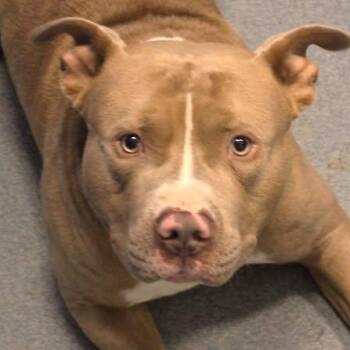 26-00695 ODEN -  Pit Bull Terrier Dog Available for Adoption in Fredericksburg, Virginia - 26-00695 ODEN | PetCurious