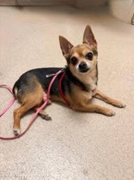 Chihuahua and Yorkshire Terrier Dogs Available for Adoption in Madison, Georgia - Chico | PetCurious