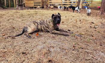 Rescue Presa Canario Dogs for Adoption in Jacksonville, North Carolina - Tyga | PetCurious
