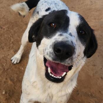 Beagle and Hound Dogs Available for Adoption in Andover, Massachusetts - Lisa Sunset ~ Good With Kids And Dogs! | PetCurious