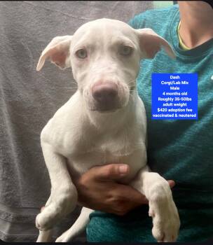 Dash -  Corgi and Labrador Retriever Dog for Adoption in Oviedo, Florida - Dash | PetCurious