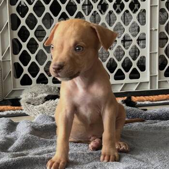 Surfer -  Terrier and Mixed Breed Dog for Adoption in Boerne, Texas - Surfer | PetCurious