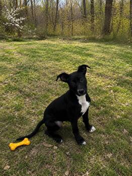 Labrador Retriever Dogs Available for Adoption in Thompson, Pennsylvania - DELLA | PetCurious