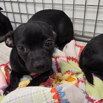 Chihuahua Dogs Available for Adoption in Chico, California - NYX | PetCurious