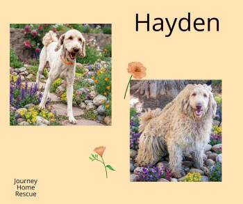 Hayden -  Poodle and Portuguese Water Dog Dog for Adoption in East Wenatchee, Washington - Hayden | PetCurious