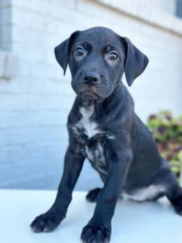 Rescue Labrador Retriever and Mixed Breed Dogs for Adoption in Savage, Minnesota - Construction Litter - Roller | PetCurious