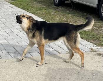 LUCY -  German Shepherd Dog Dog for Adoption in Palmetto, Florida - LUCY | PetCurious