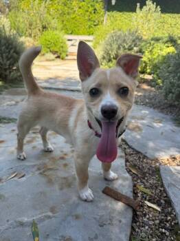 Kiki -  Chihuahua Dog for Adoption in Manhattan Beach, California - Kiki | PetCurious